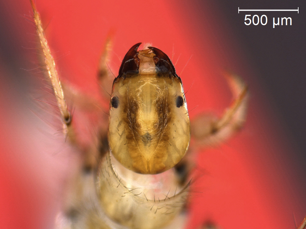 Athripsodes albifrons 2